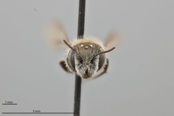 Media type: image;   Entomology 793232 Aspect: head frontal view